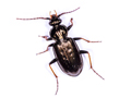 Loricera pilicornis